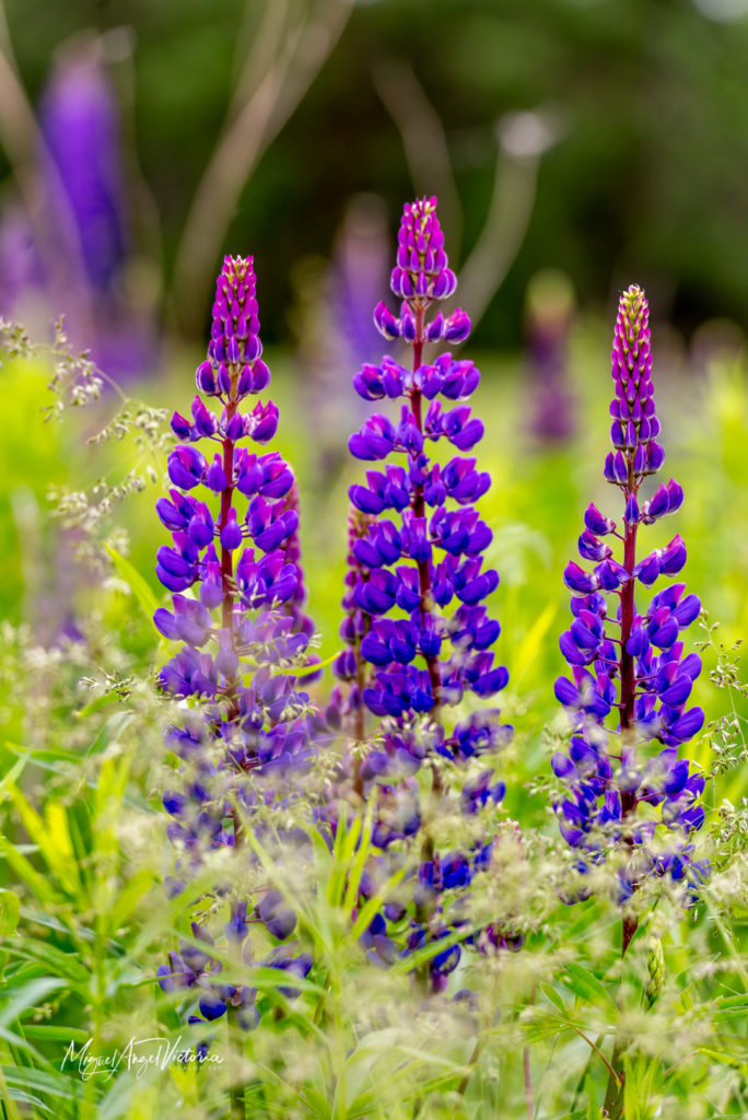 Lupinos en Flor - Prince Edward Island